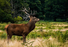 Wildlife conservation for beginners: Simple steps to make a difference!