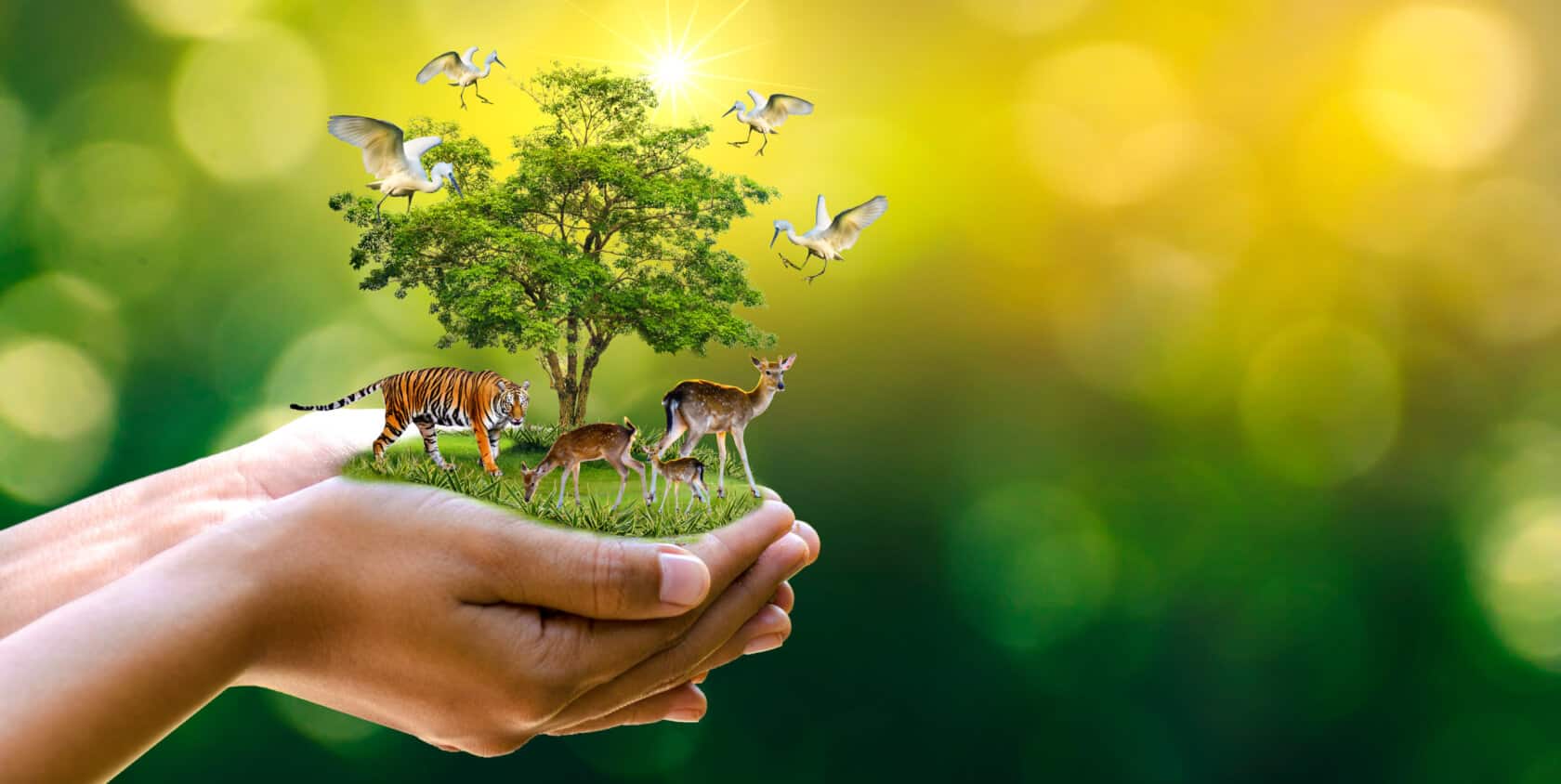 Wildlife conservation for beginners: Simple steps to make a difference!