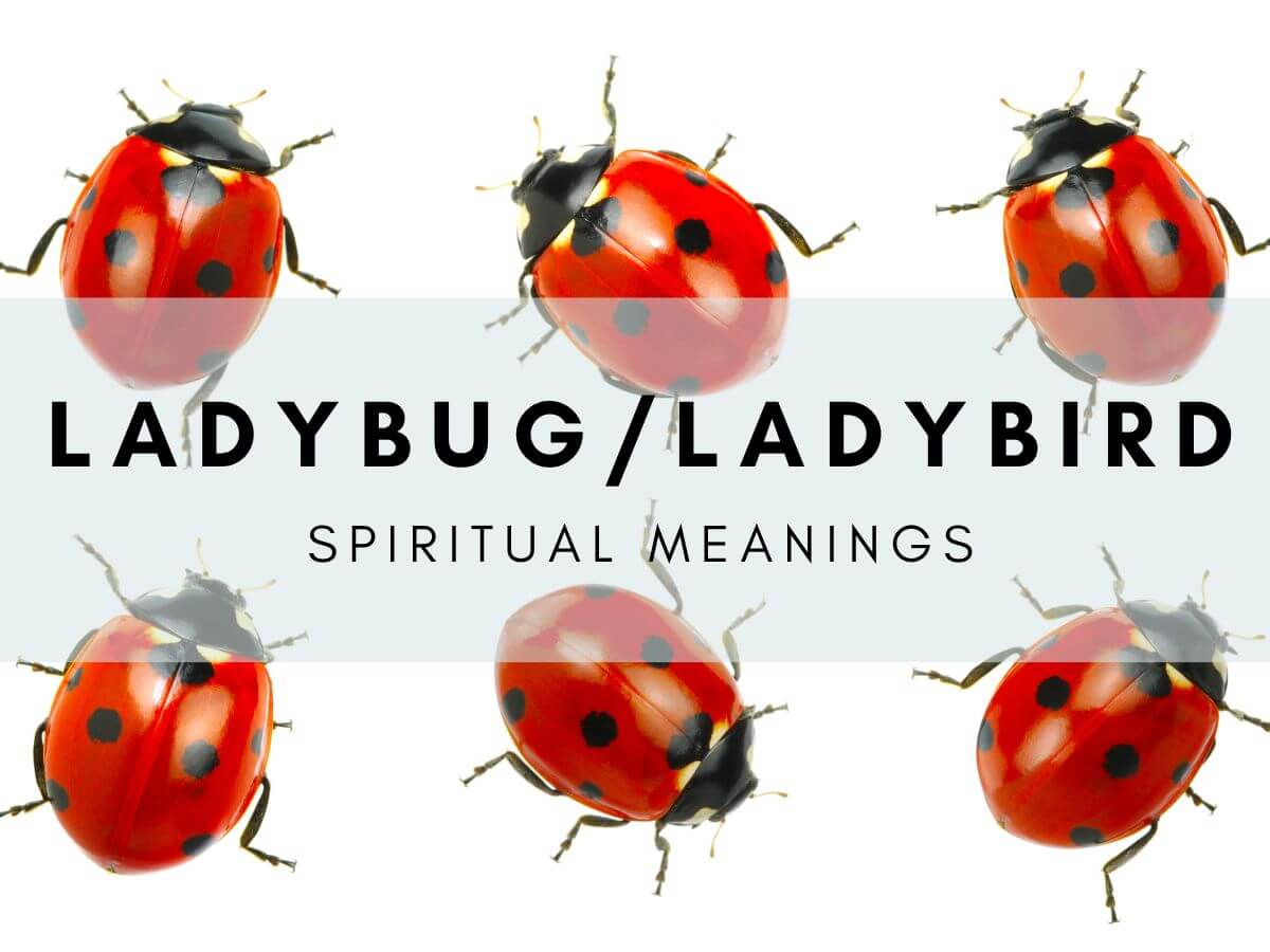 Meaning of Ladybirds Spirituality: Discover What These Little Bugs Symbolize for You!