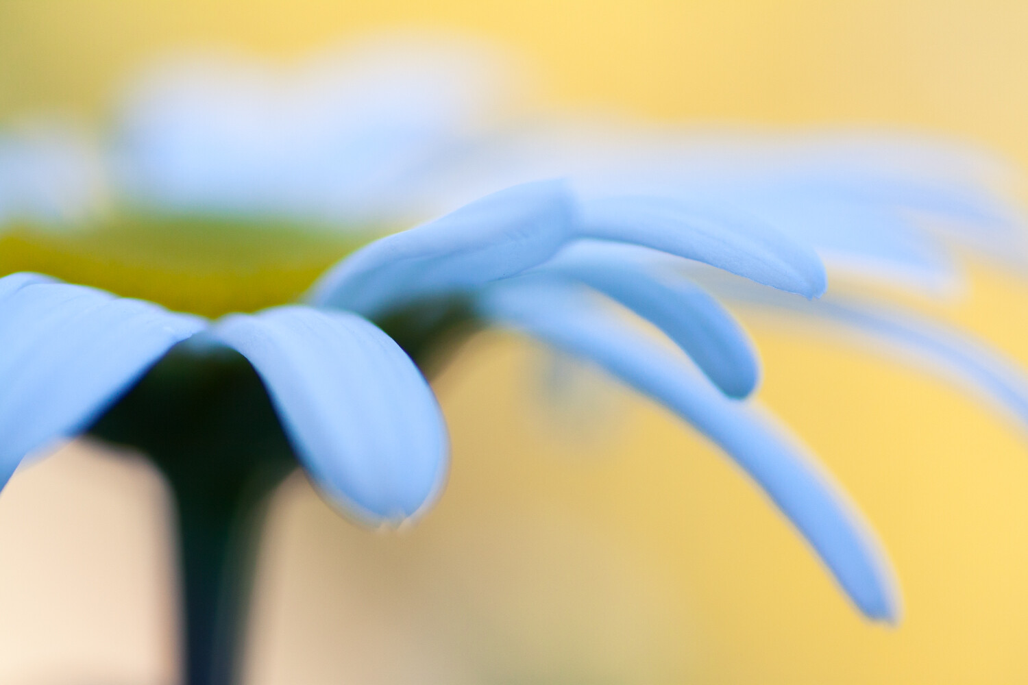 Macro Photography in Sunny Weather: A Beginners Guide