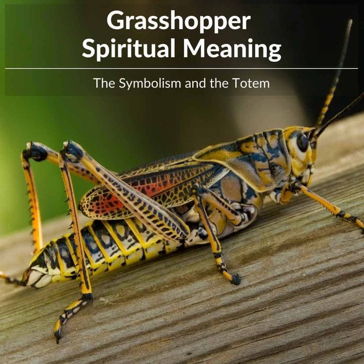 Unlock the Grasshopper Spiritual Meaning: A Beginners Guide to Understanding the Symbolism of This Insect for Your Life!