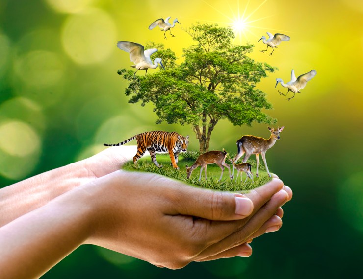Need Biodiversity Conservation Help? (These Easy Tips Will Help You Protect Wildlife)