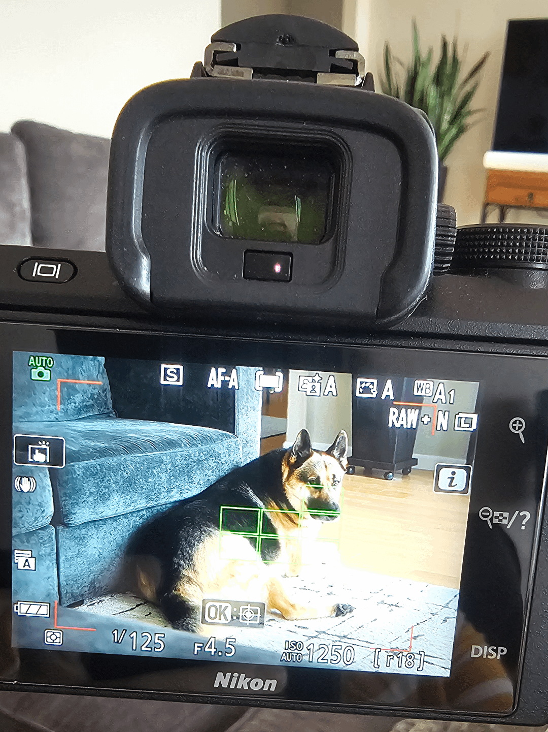 Z50 auto focus motor doesnt work (Simple fixes to get it working again)