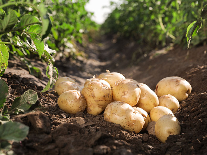 Curious about how much are Kato Nevrokopi potatoes? Discover their cost.
