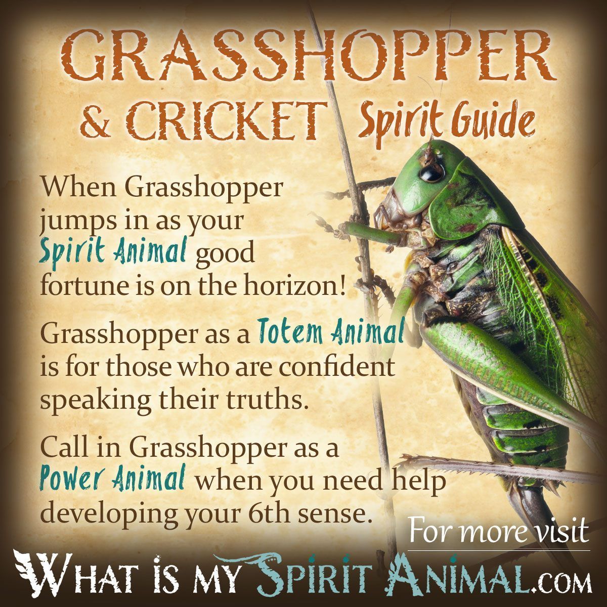 Grasshopper Symbolism: A Simple Guide - Discover the Meaning Behind the Grasshopper.
