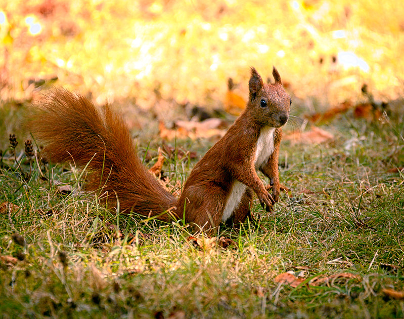 Squirrels in the Great Bear Rainforest? What You Need to Know!