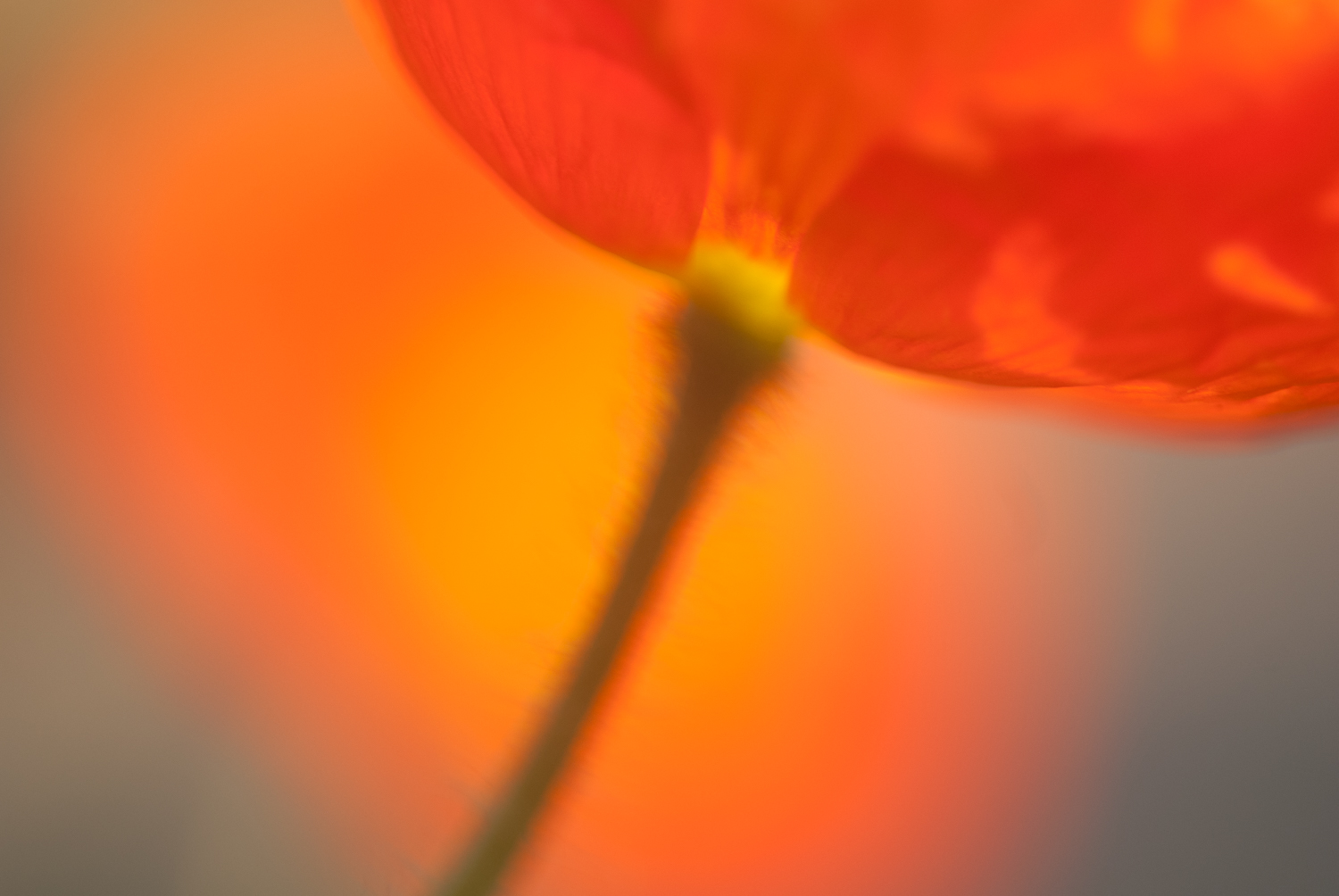 Macro Photography in Sunny Weather: A Beginners Guide