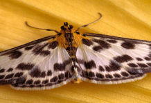 Discover the Moth Spiritual Meaning: What You Need to Know.