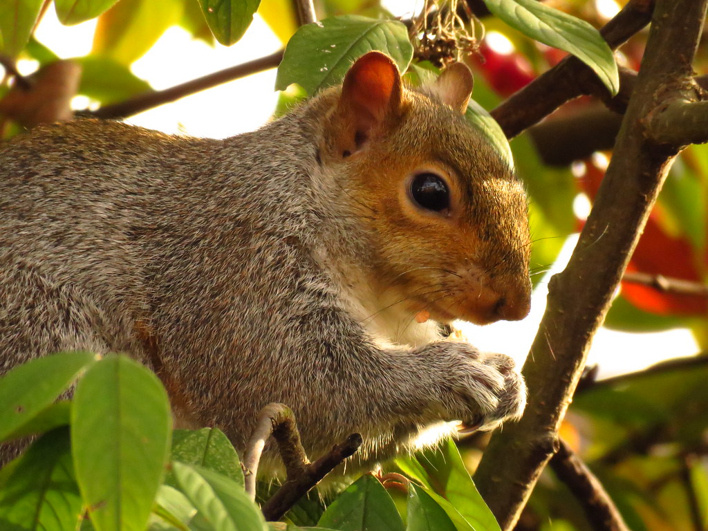 Squirrels in the Great Bear Rainforest? What You Need to Know!