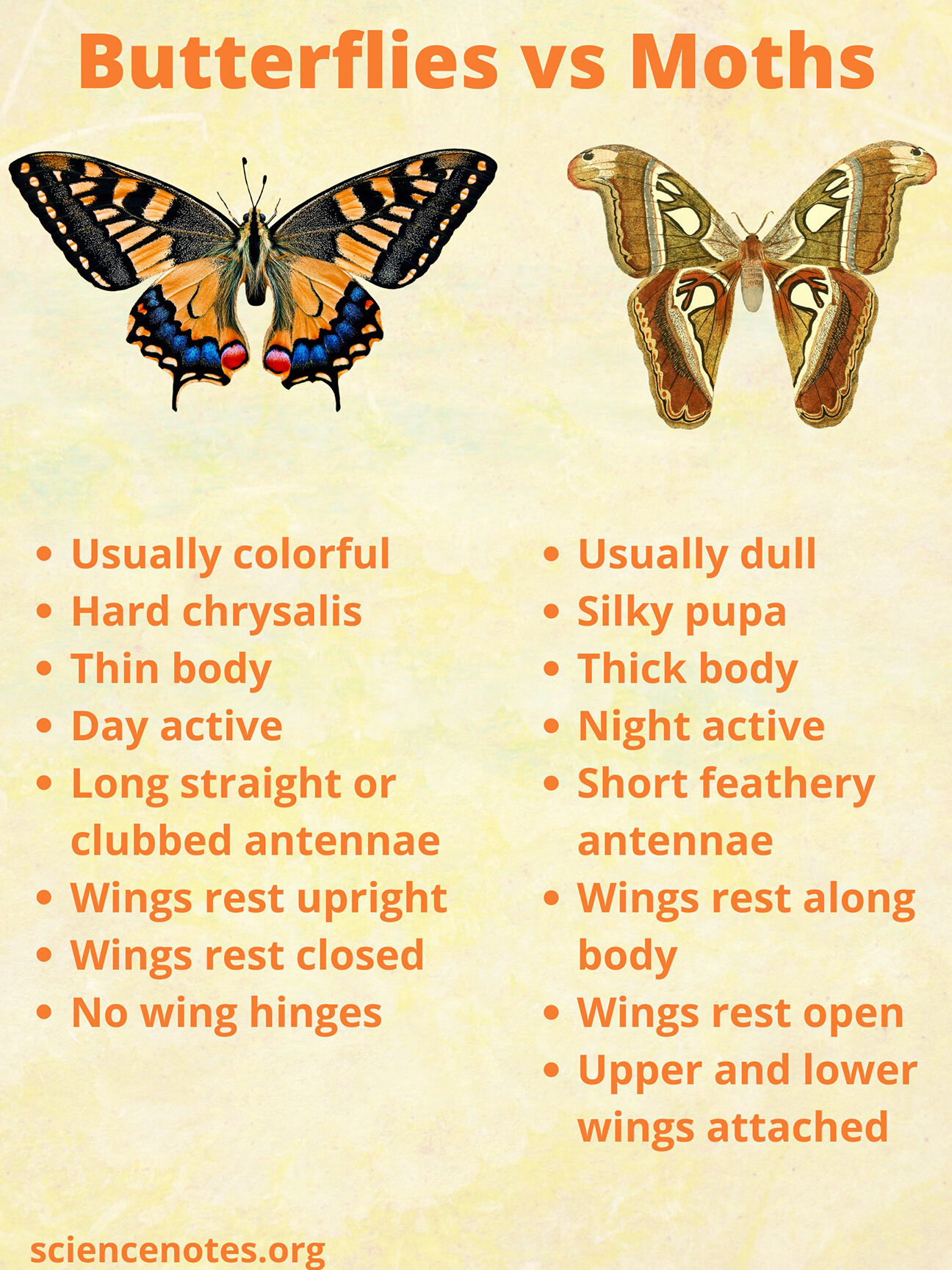 Discover the Moth Spiritual Meaning: What You Need to Know.
