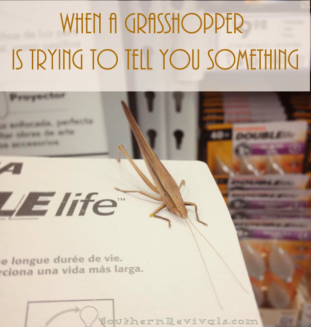Discover Grasshoppers Spiritual Meaning & What It Means For You!