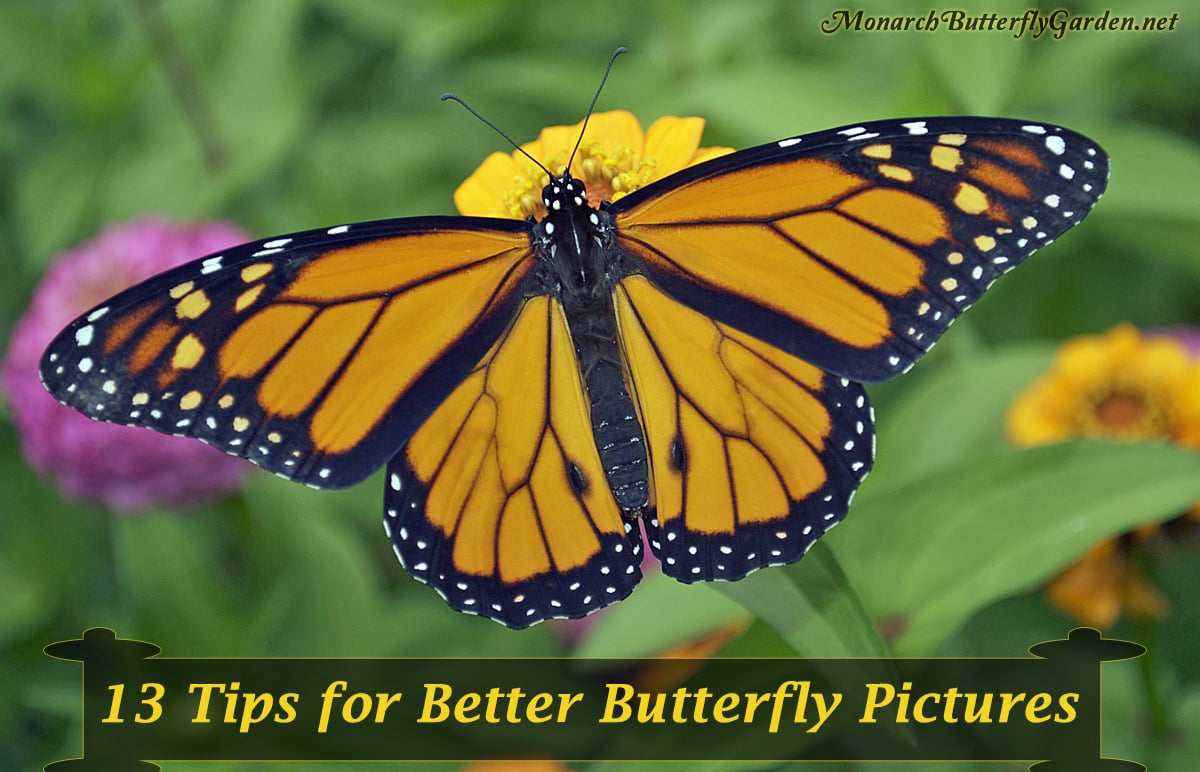 Learn Butterfly Photography:Easy ways to take better photos!
