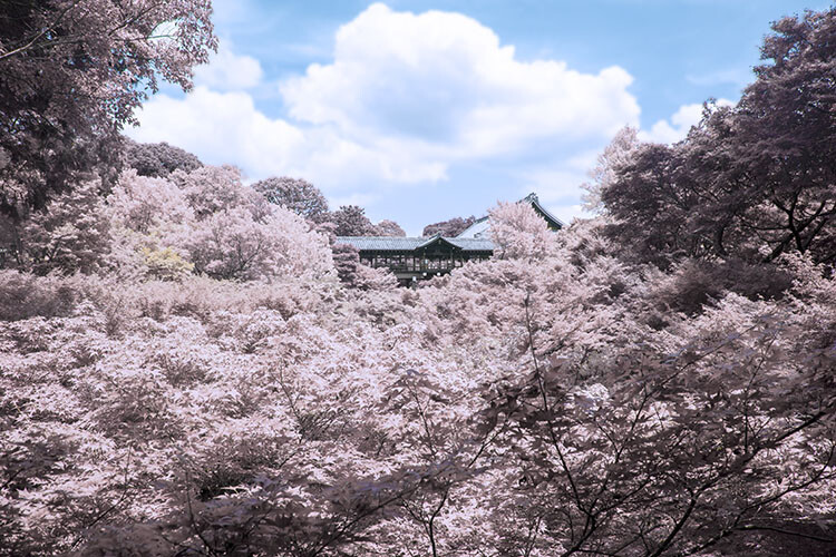 Photoshop: Infrared Photo Converter, Get Amazing Results Fast!