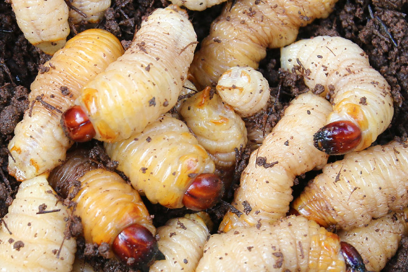 Find the Most Disgusting Food: A Guide to Weird Grub!