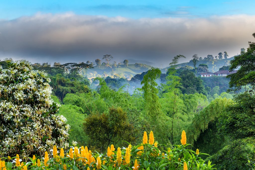 Why zona cafetera colombia is famous? Learn about its unique coffee culture.