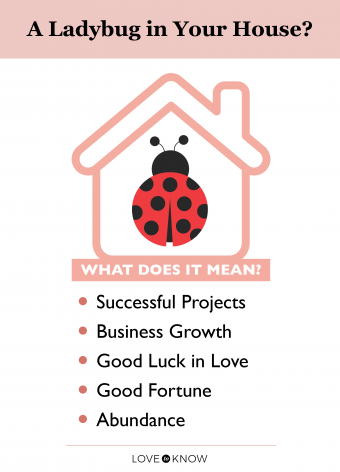 Spiritual Meaning of Ladybugs: Signs & Superstitions