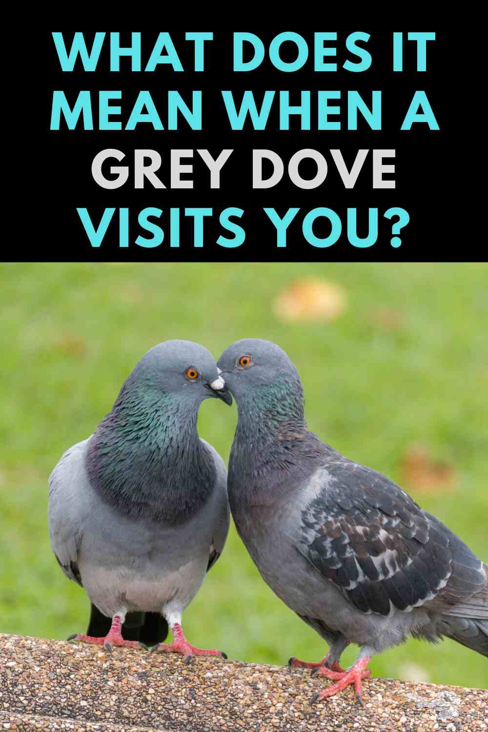 Grey Dove Visits: What Does It Mean? Simple Signs Explained!