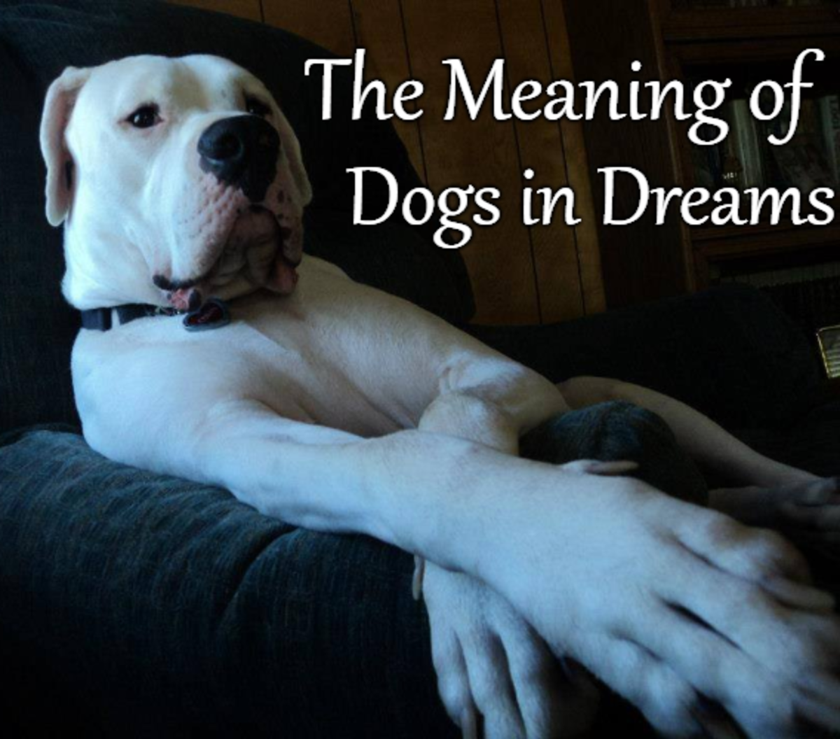 The meaning of dreaming of a dog,Interpreting Dog Symbolism in Dreams.