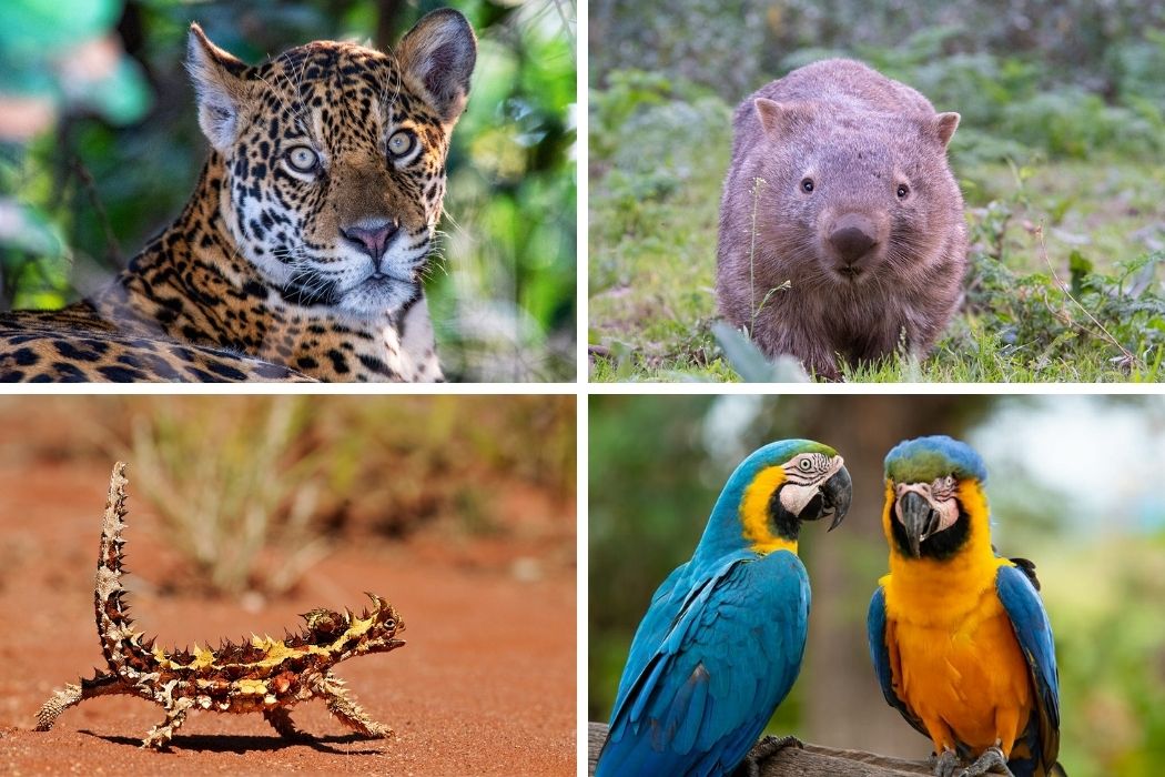 Wildlife Watching Guide: How to See Amazing Animals!