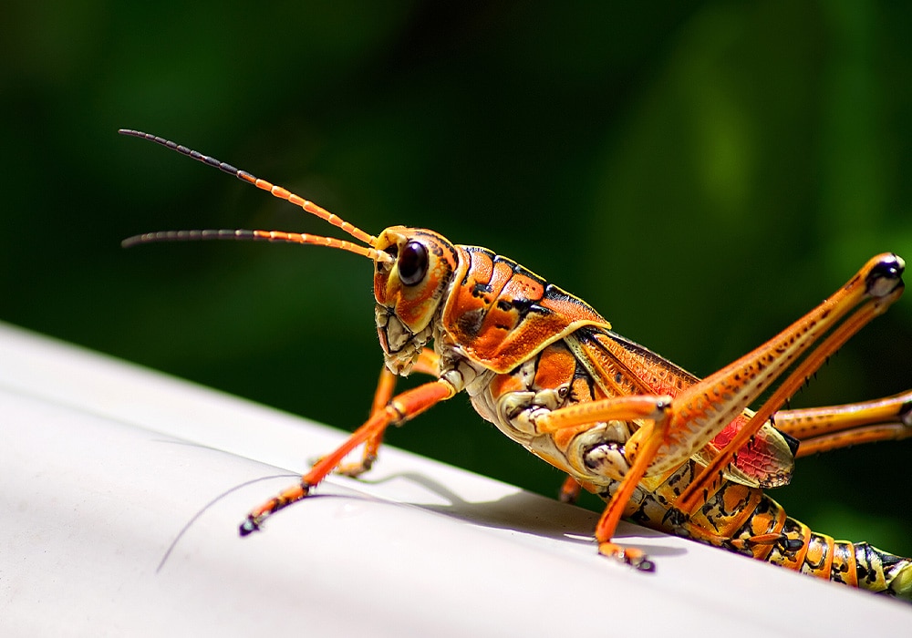 Grasshopper symbolize luck and good fortune? Find out here!