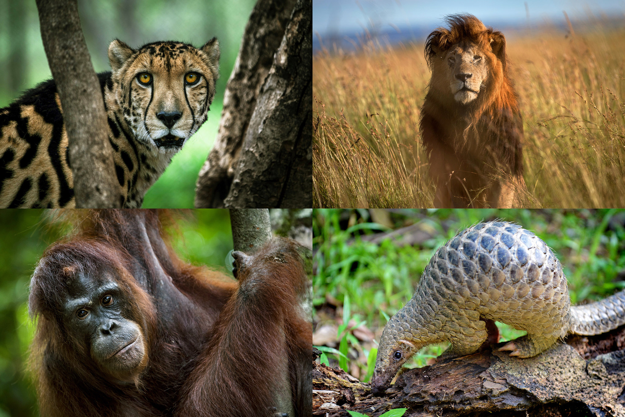 Protecting Endangered Species: Learn How to Make a Difference