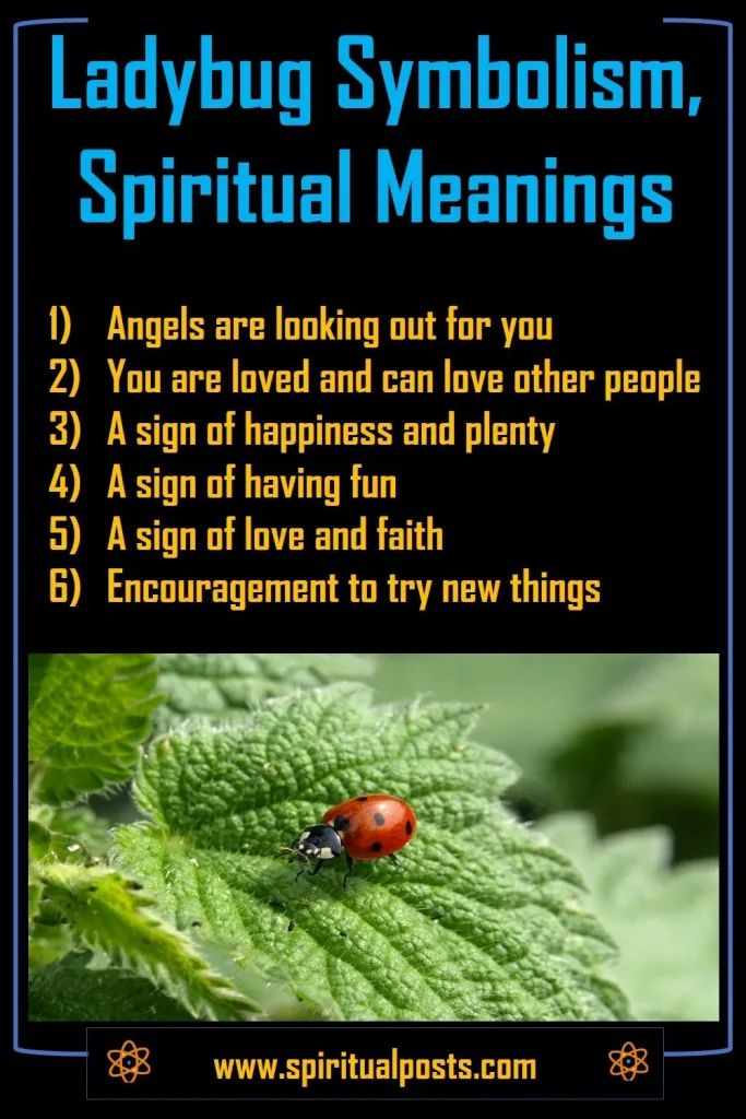 Spiritual Meaning of Ladybugs: What Do They Symbolize for You?