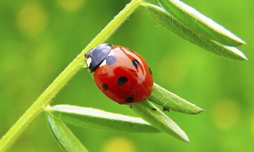 Spiritual Meaning of Ladybugs: Signs & Superstitions