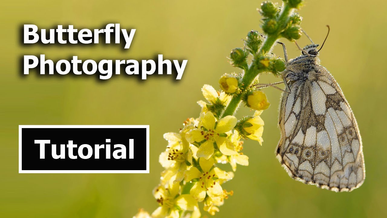 Learn Butterfly Photography:Easy ways to take better photos!
