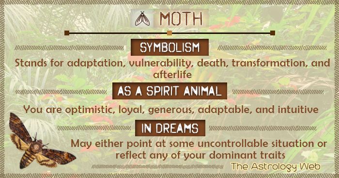 Moth Symbolic Meaning: What Does It Mean When You See a Moth?