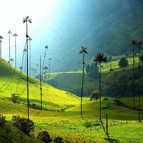 Why zona cafetera colombia is famous? Learn about its unique coffee culture.