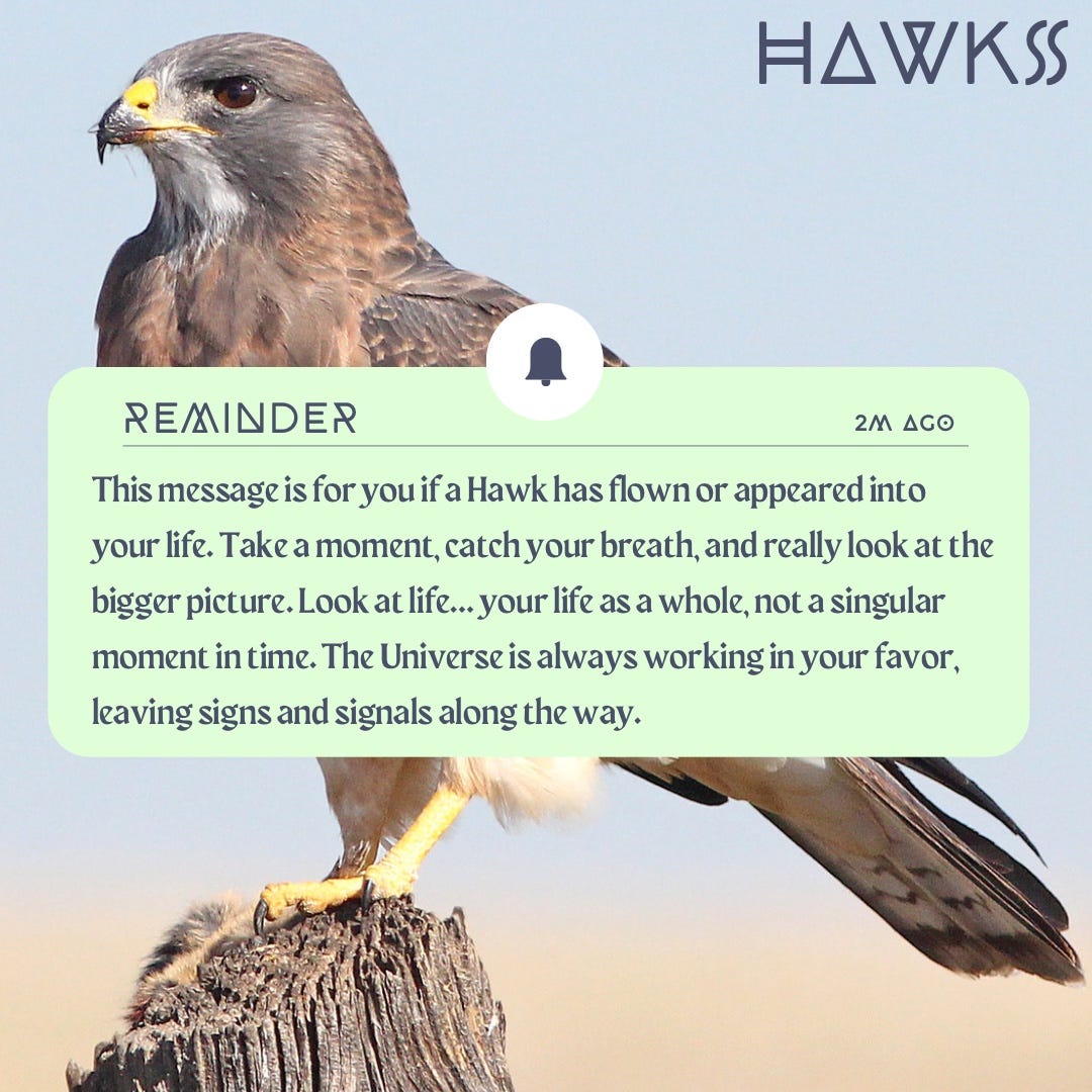 What Does a Hawk Symbolize? (Learn the Common Hawk Symbolism)
