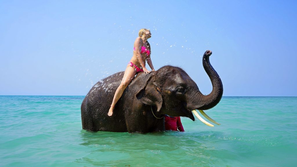 Ethical wildlife tourism: See animals happy & free!