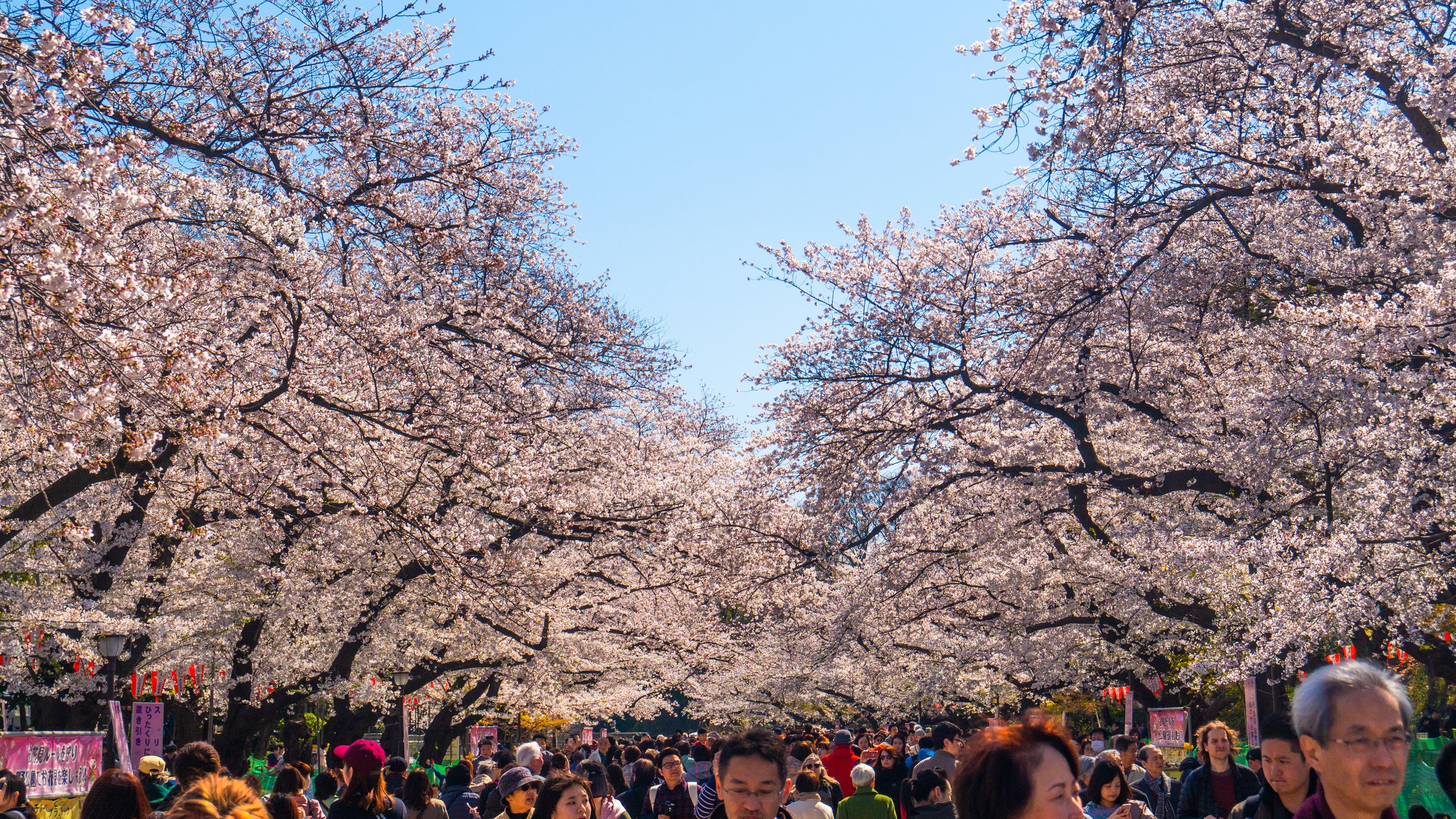 Local events in Tokyo to experience Japanese culture (Top Picks for Tourists and Expats)