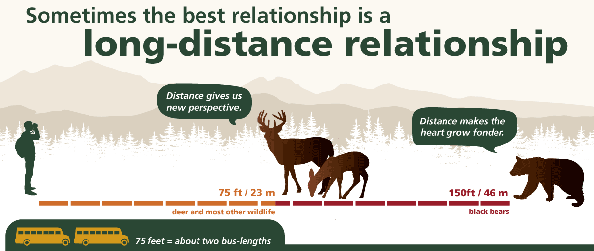 Wildlife Watching Guide: How to See Amazing Animals!