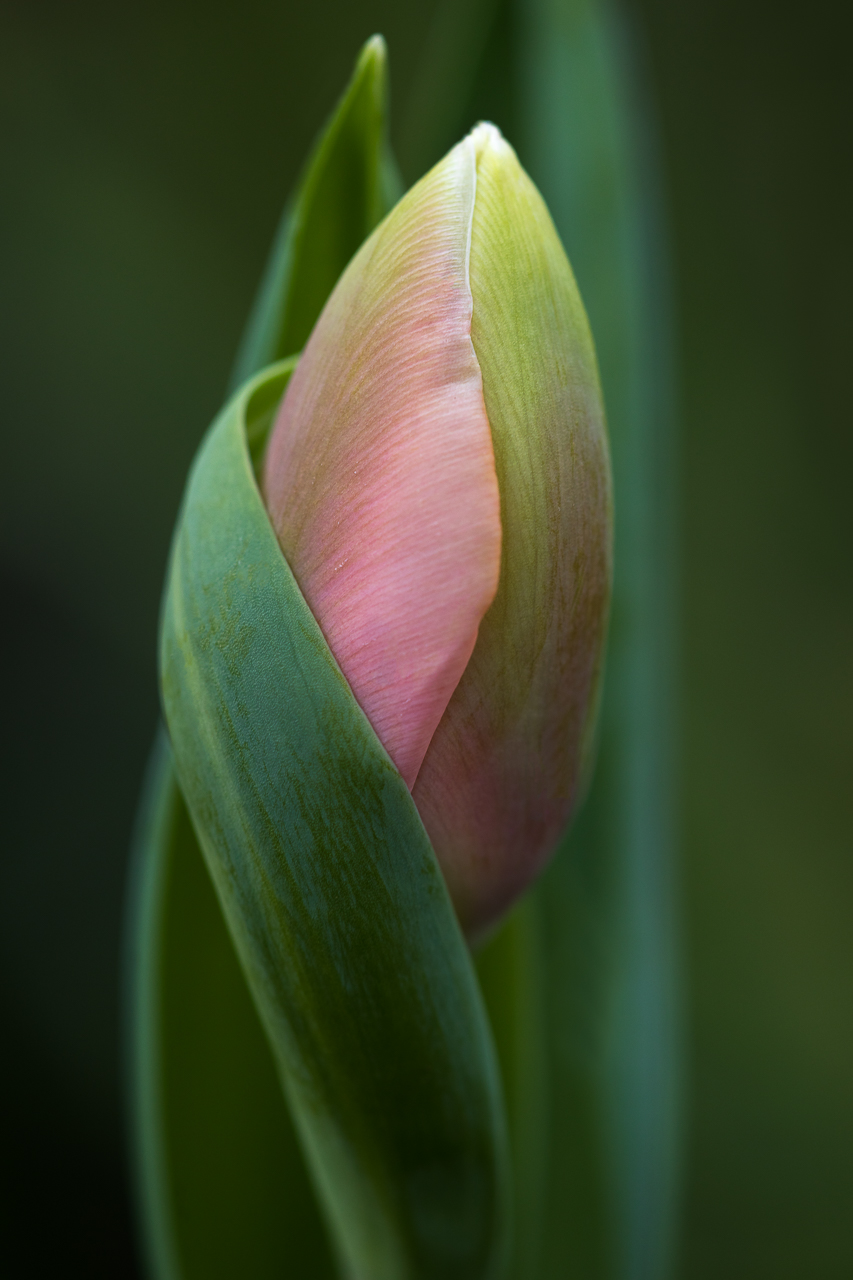 Flower Photography Simple Ideas: Create Beautiful Photos with Minimal Effort.