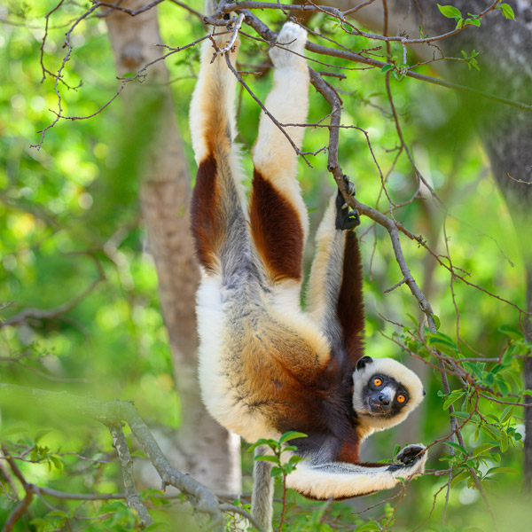 Best wildlife festivals? Discover the unique wildlife festivals in Africa.