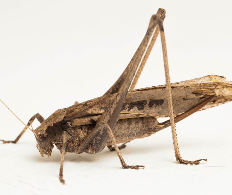 Discover Grasshoppers Spiritual Meaning & What It Means For You!