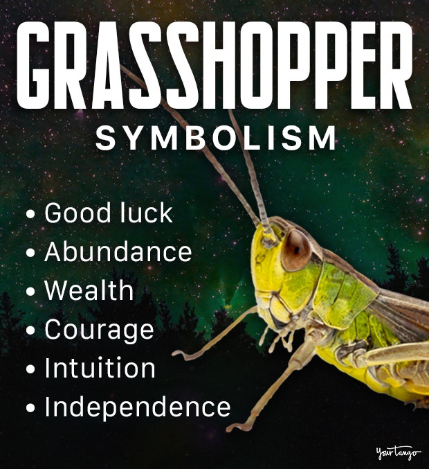 Grasshopper Meaning and Symbolism,What Does a Grasshopper Symbolize Quickly?