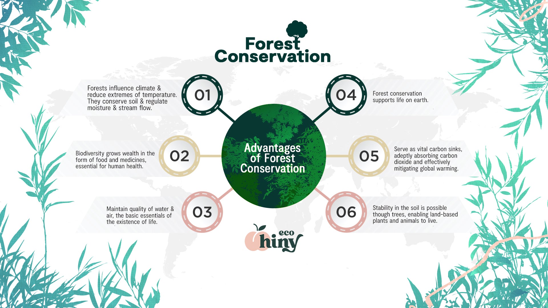 Forest Conservation Benefits: Protecting Our Planet Together