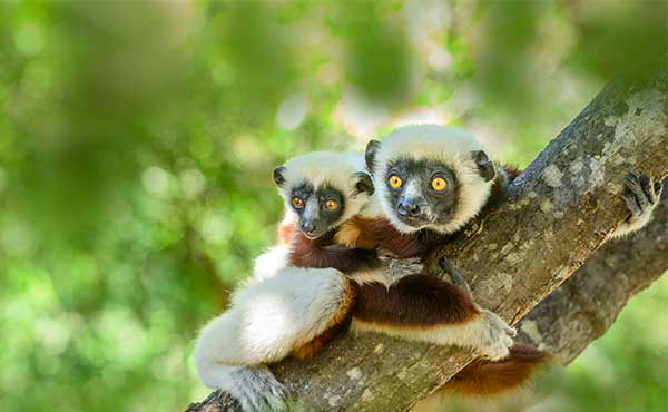 Best wildlife festivals? Discover the unique wildlife festivals in Africa.