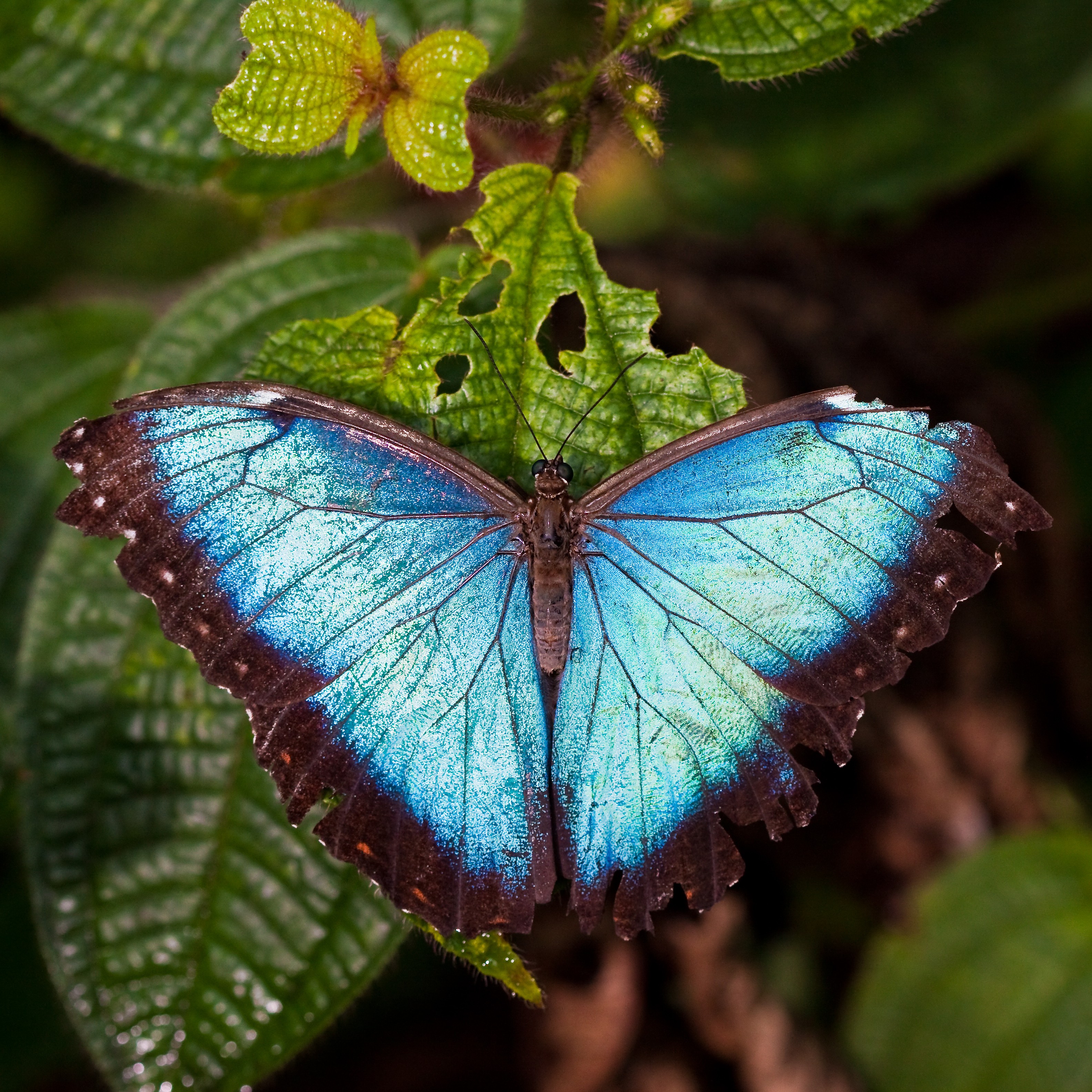 Spirogyra Butterfly Garden in Spanish: Discover How to Say It & What It Means!