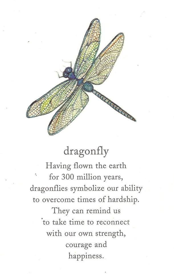 What Does a Dragonfly Symbolize? Simple Meanings Explained!