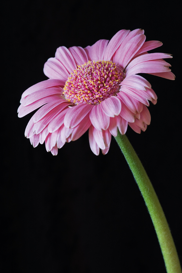 Best Camera Flower Settings: A Beginners Guide!