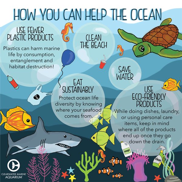 Ocean conservation: Simple steps you can take today!