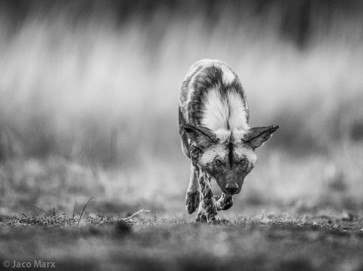 Animal Photography Angles: Tips & Tricks for Stunning Shots!