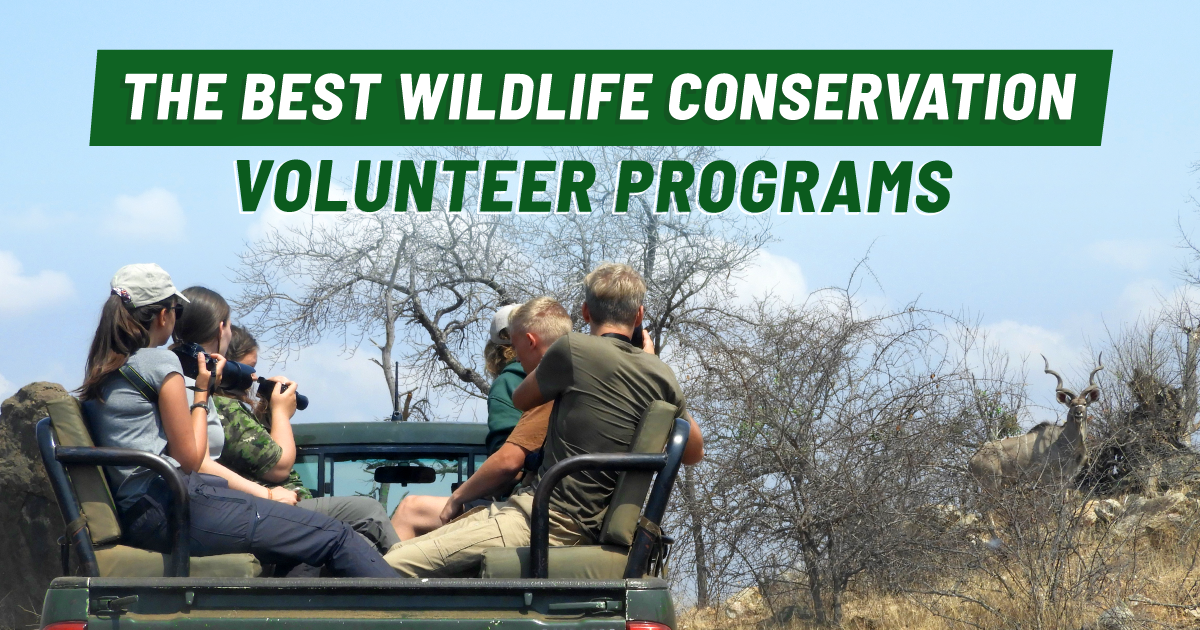 Travel conservation programs: Easy ways to join & make a difference!