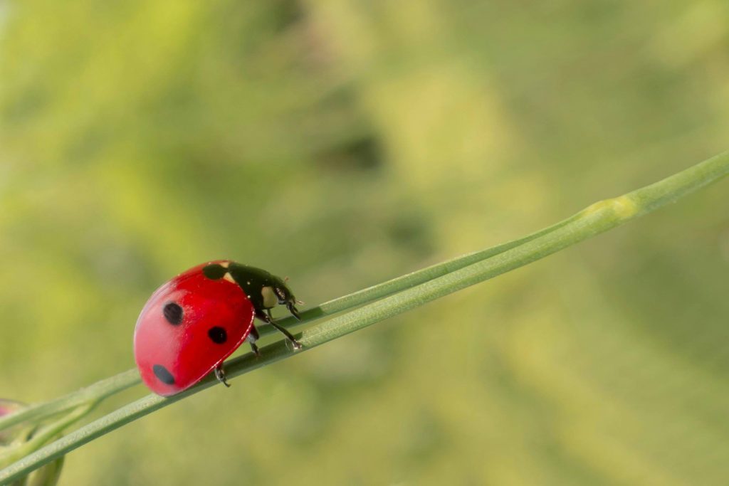 Seeing Ladybugs? Explore the deep Spiritual Meaning of the Ladybug.
