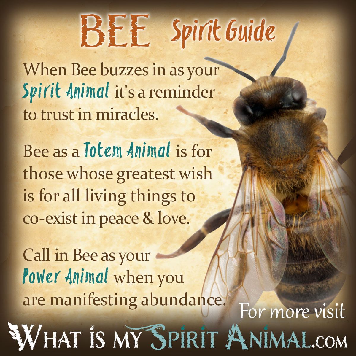 Bees Following Me? Spiritual Meaning and Why It Happens!
