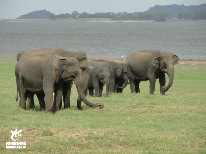 Finding truly Responsible Wildlife Tourism operators: Ask these key questions before you book any tour.