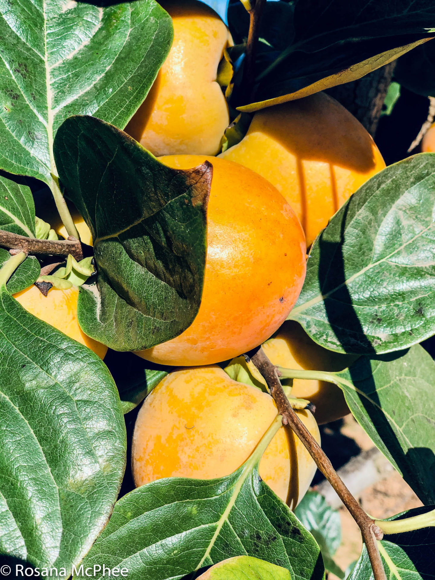 Where can you find the best Valencia fruits? Learn about their sunny origins and growing regions.